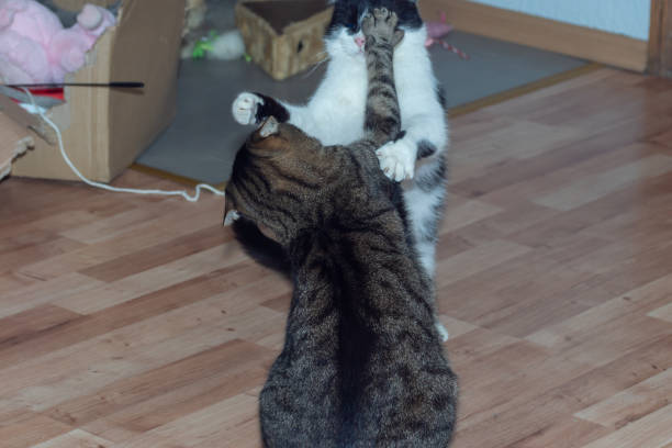 istock Domestic cats. Cat fights 1212689631