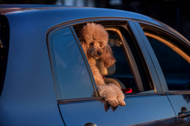 istock Dog looking out of car window. 1212691187