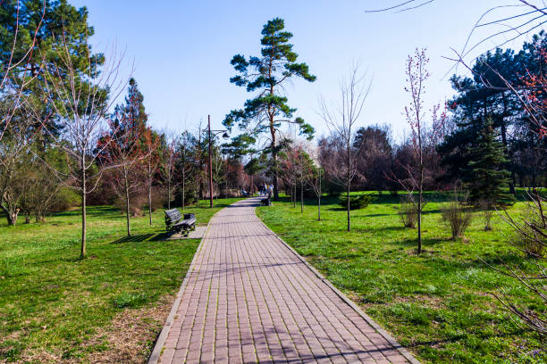 istock Lawns, walkway and flowering tree in the park. 1212692374