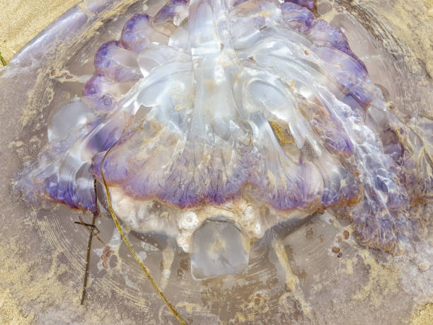 istock Close up of colorful jellyfish 1212693769