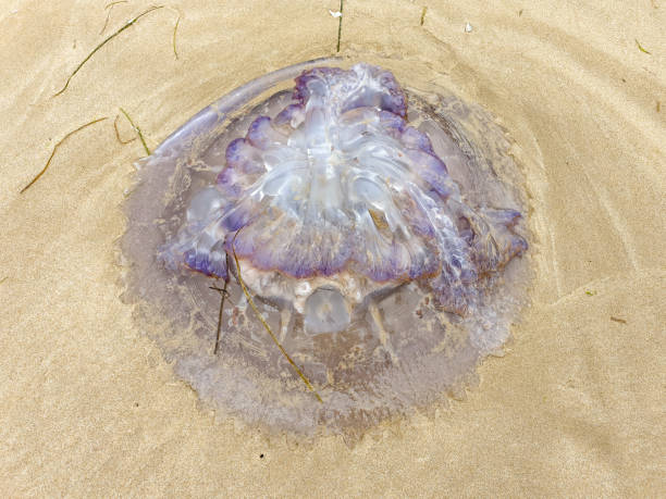 istock Colorful jellyfish stranded on beach 1212693790