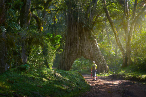 frau wanderer wandert entlang einer waldstraße und genießt die schöne natur in arusha nationalpark, tansania. - backpacker green vacations outdoors stock-fotos und bilder