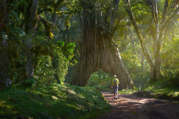 woman hiker walks along a forest road and enjoys beautiful nature in Arusha National Park,Tanzania. stock photo