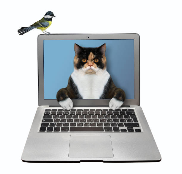 Cat comes out from notebook 2 The multicolored smart cat is coming out from the notebook screen and typing on a keyboard. The bird is next to him. White background. Isolated. coming out of computer screen stock pictures, royalty-free photos & images