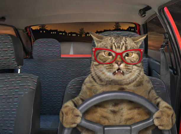 istock Cat driving a steering wheel at night 2 1212695278