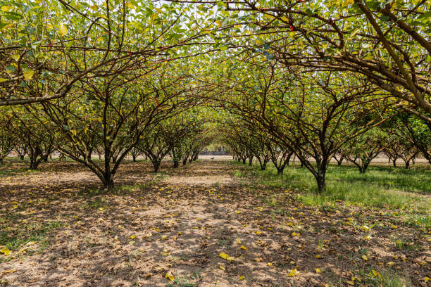 istock Mulberry farm in the midday 1212696865