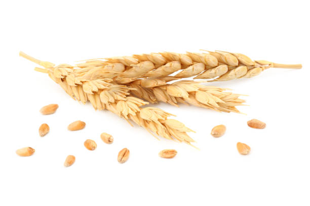 istock spikelets of wheat isolated on white background 1212697097
