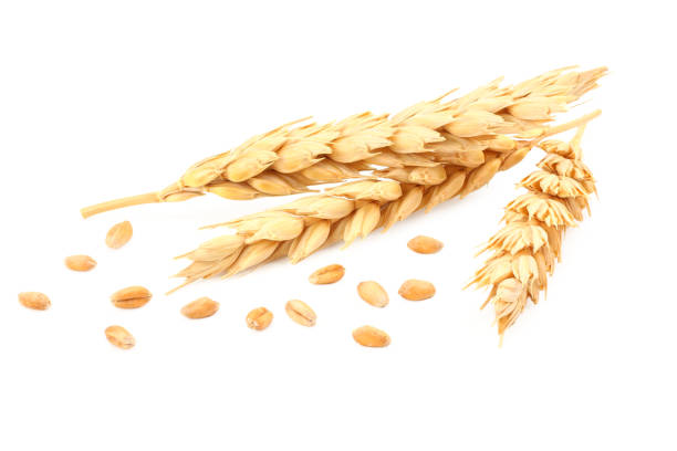 istock spikelets of wheat isolated on white background 1212697098
