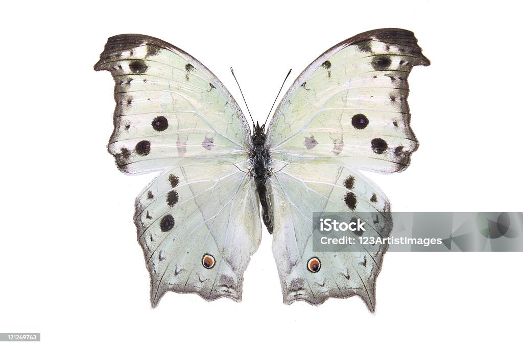 Farfalla a colori Nymphalidae: - Foto stock royalty-free di Ala di animale