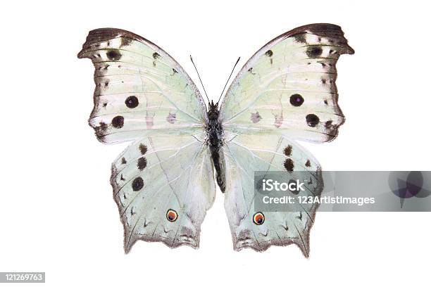 Nymphalidae 현혹적인 백색과 나비 검은색에 대한 스톡 사진 및 기타 이미지 - 검은색, 고독-개념, 고독-부정적인 감정 표현