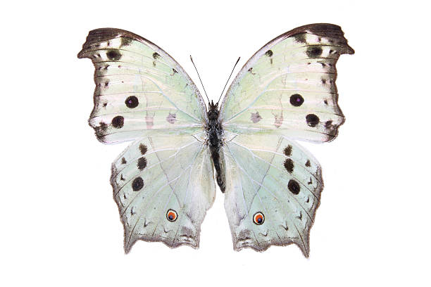 istock Nymphalidae:Dazzling color butterfly 121269763
