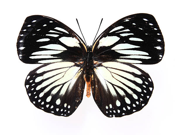 istock Nymphalidae:Dazzling color butterfly 121269768