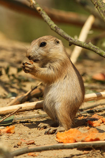 istock Baby prairie dog eating 121269793