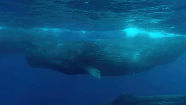 istock Blue whale in the water. 1212698900