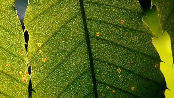 写真を閉じます。植物の葉が太陽の下で輝く - beech leaf isolated leaf new ストックフォトと画像