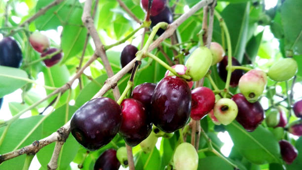 owoce jamun lub indyjskie owoce jeżyny zgrywające się na drzewie - plum fruit organic food and drink zdjęcia i obrazy z banku zdjęć