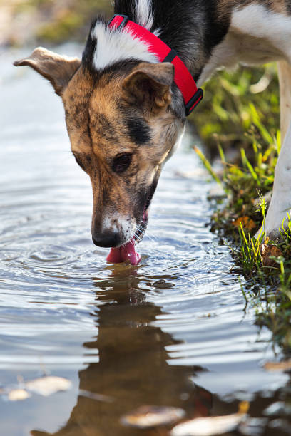 istock Serious dog drinking water from puddle at nature 1212703678