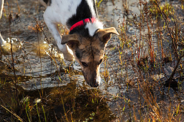 istock Serious dog drinking water from puddle in countryside 1212703699