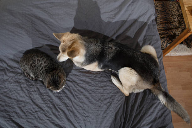 istock Playful dog and cat on bed at home 1212704637
