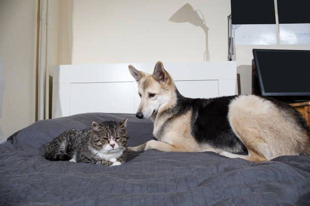 istock Playful dog and cat on bed at home 1212704641