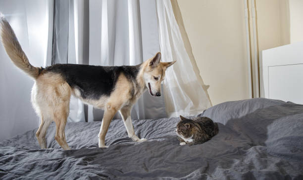 istock Playful dog and cat on bed at home 1212704661