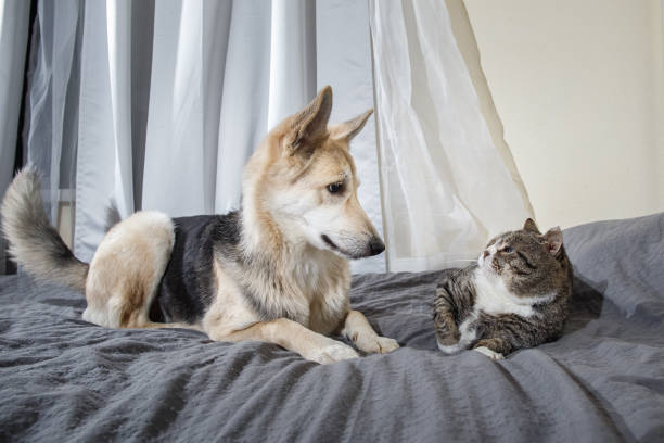 istock Playful dog and cat on bed at home 1212704663