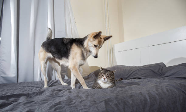 istock Playful dog and cat on bed at home 1212704676