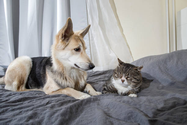 istock Playful dog and cat on bed at home 1212704690