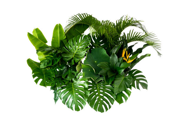 текстура зеленого листа, фон природы - beauty in nature fern frond nature abstract стоковые фото �и изображения