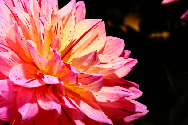 istock Dahlia in Nara, Japan 1212705983