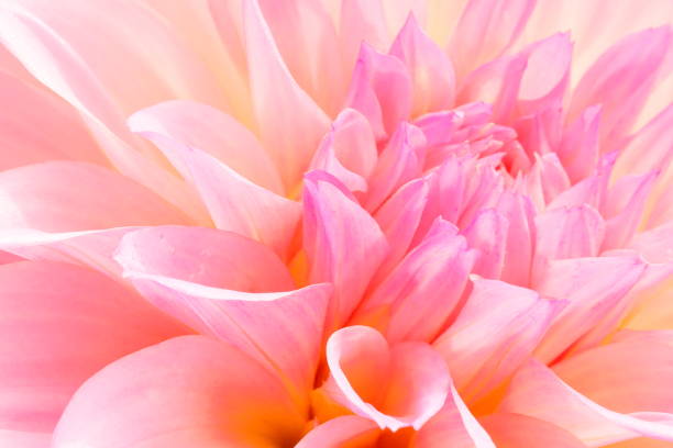 istock Dahlia in Nara, Japan 1212706038