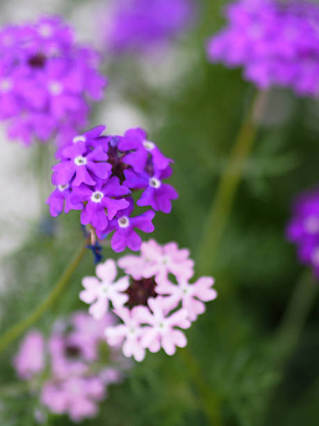 Fuego Dark Violet Verbena purple flowers and excellent heat tolerance genus in the family Verbenaceae semi-woody flowering plants, The flowers are small, with five petals, and borne in dense spikes plant tree on blurred of nature background fuego dark violet verbena flores púrpuras y excelente género de tolerancia al calor en la familia verbenaceae plantas de flores semi-leñosas, las flores son pequeñas, con cinco pétalos, y llevado en densas espigas árbol de la planta sobre borroso de