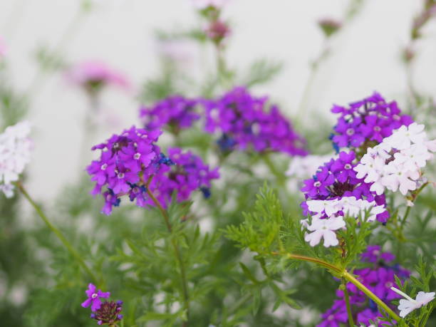 Fuego Dark Violet Verbena purple flowers and excellent heat tolerance genus in the family Verbenaceae semi-woody flowering plants, The flowers are small, with five petals, and borne in dense spikes plant tree on blurred of nature background fuego dark violet verbena flores púrpuras y excelente género de tolerancia al calor en la familia verbenaceae plantas de flores semi-leñosas, las flores son pequeñas, con cinco pétalos, y llevado en densas espigas árbol de la planta sobre borroso de