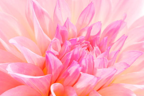 istock Dahlia in Nara, Japan 1212706126