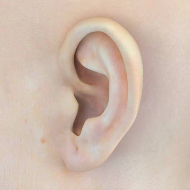 istock A young person's ear, close-up 3d 1212706181