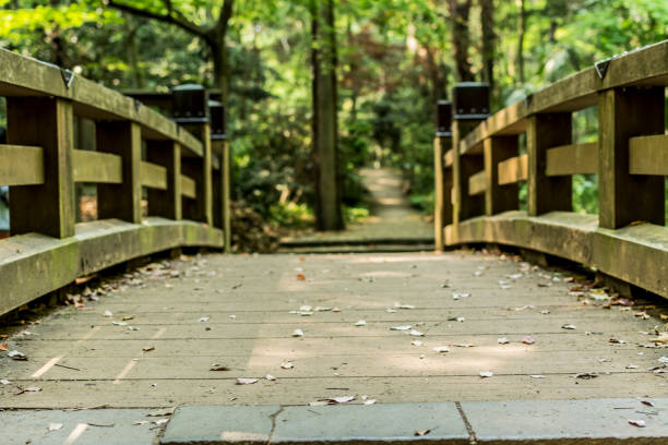 Japanese garden