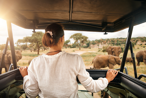 Mujer turista en safari en Africa, viajando en coche con un techo abierto en Kenia y Tanzania, viendo elefantes en la sabana photo