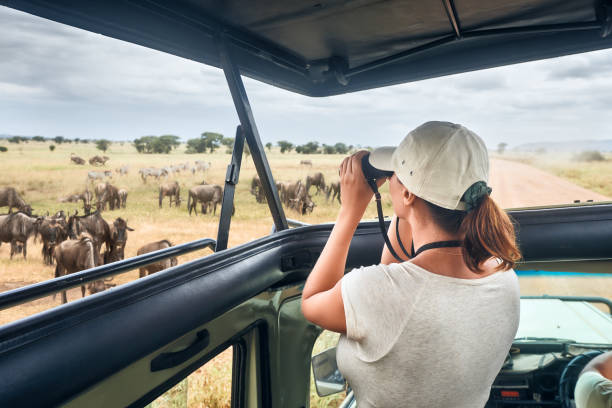 Woman on an African safari travels by car with an open roof and watching wild zebras and antelopes stock photo