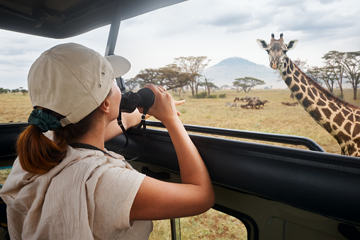 Woman tourist on safari in Africa, traveling by car with an open roof of Kenya and Tanzania, watching giraffes and antelopes in the savannah.\nNational park Serengeti.
