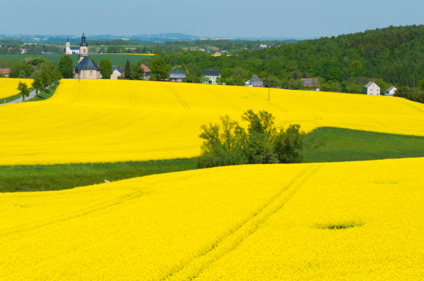 istock bright yellow rapeseed field in Germany 1212707866