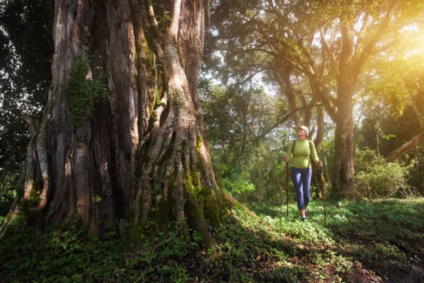 Traveler with backpack walks and enjoying in forest the beautiful big trees in Kilimanjaro National Park,Tanzania. stock photo
