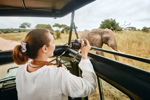 Photo of A woman on an African safari travels by car with an open roof and photograph wild elephants