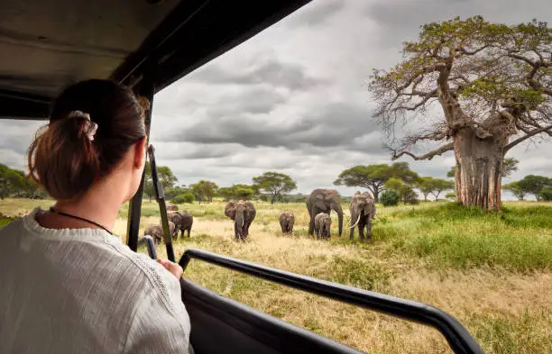 Photo of Woman on an African safari travels by car with an open roof and watching wild elephants