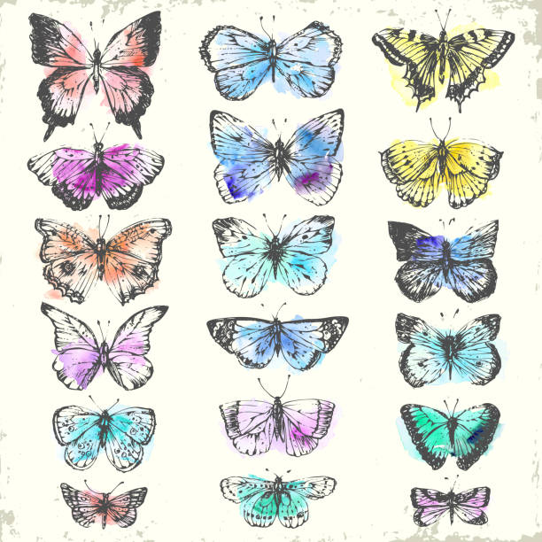 손으로 그린 잉크와 수채화 나비 세트 - summer backgrounds line art butterfly stock illustrations