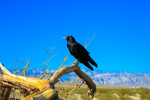 Crow perched on a branch, Death Valley USA