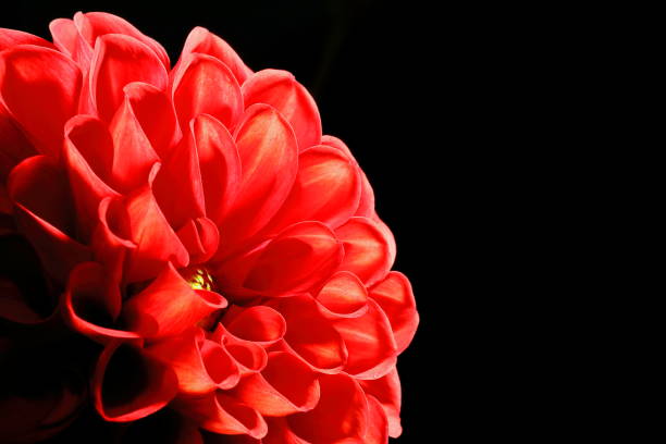 istock Dahlia in Nara, Japan 1212709983
