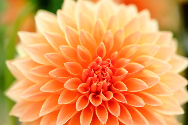 istock Dahlia in Nara, Japan 1212710000