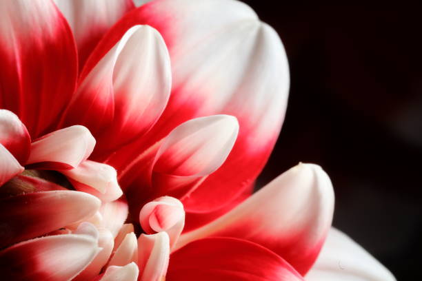 istock Dahlia in Nara, Japan 1212710326