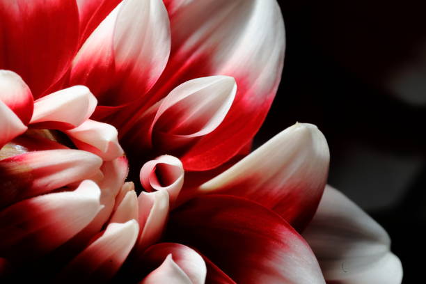 istock Dahlia in Nara, Japan 1212710396