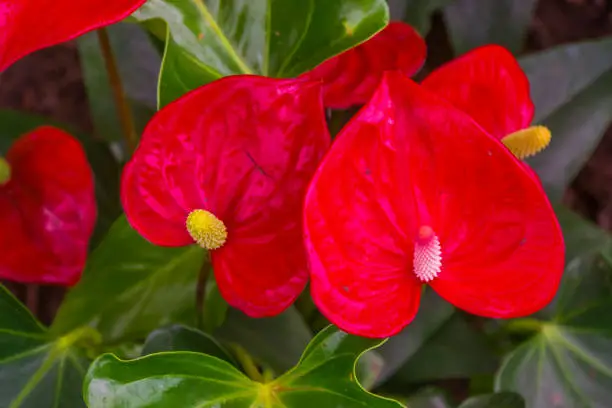 Photo of closeup of the flowers of a red flamingo plant, popular tropical specie from America